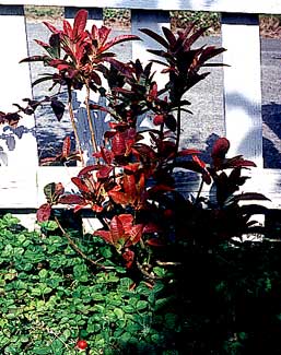 Deciduous Azalea in Autumn