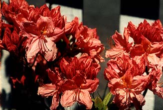 Deciduous Azalea