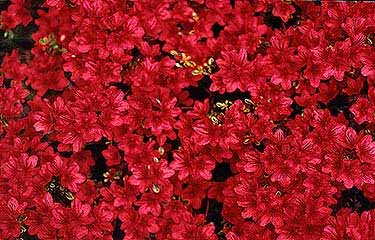 Hino Crimson May Flowers