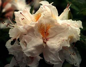 Whitethroat Azalea