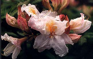 Whitethroat Azalea