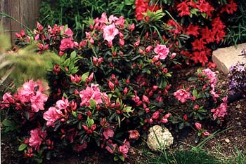 Azalea Youth