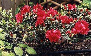 Mother's Day Azalea