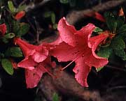 Rhododendron nakaharae