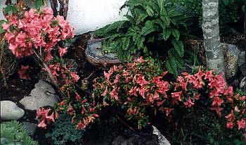 Rhododendron nakaharae