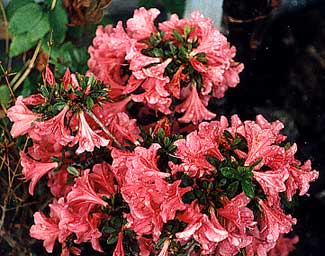 Rhododendron nakaharae