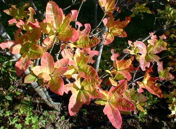 Western-Flame Azalea