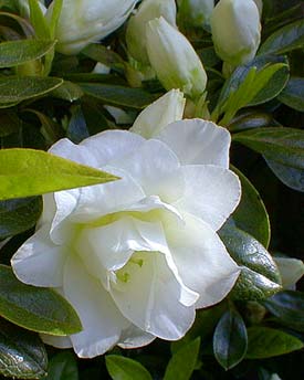 White Rosebud Azalea