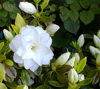 White Rosebud Azalea