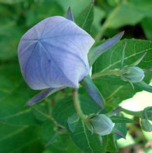 Balloon Flower