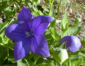 Balloon Flower