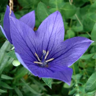 Balloon Flower