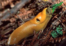 Slug Glorious Slug