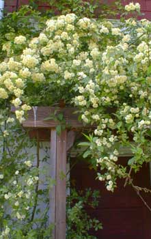 Lady Banks Arbor