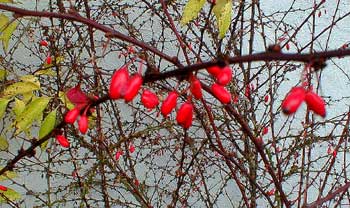 Barberries