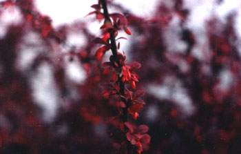 Red Barberry Briars