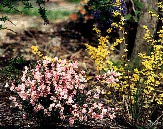 Barberry and Broom