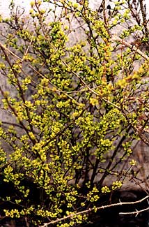 Golden Barberry