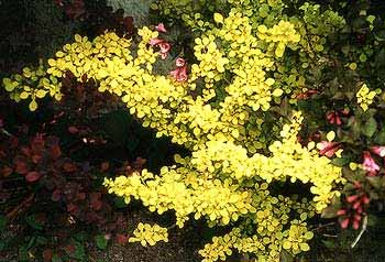 Golden Barberry