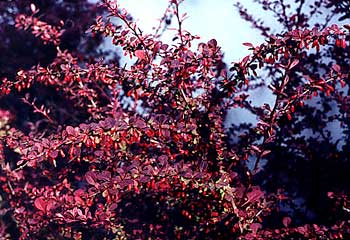 Red Barberry Briars