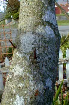 Chokecherry