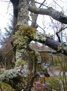 Chokecherry