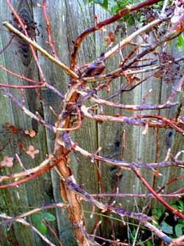 Climbing Hydrangea