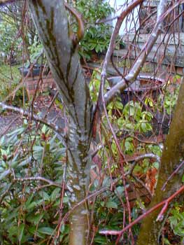 Weeping Green Beech