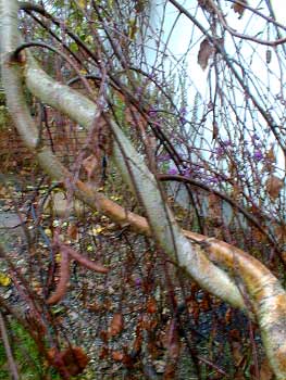 Weeping Birch