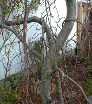 Weeping Green Beech