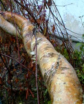 Weeping Birch