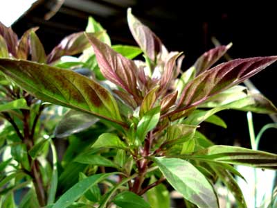 Thai Basil