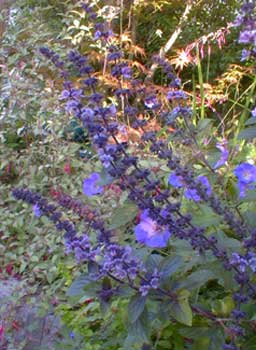 Basilic vivace 'Magic Mountain'-Ocimum kilimandjaricum 'Magic Mountain