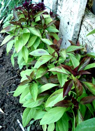 Thai Basil