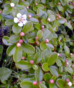 Bearberry Pomes