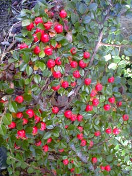 Bearberry Pomes