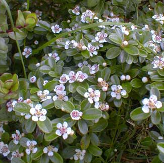 Bearberry Blossoms