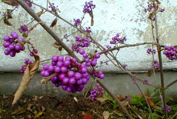 Beauty Berry