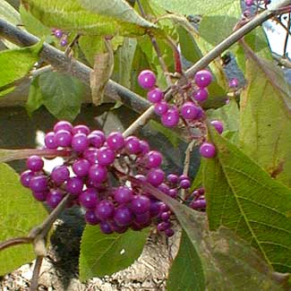 Beauty Berry