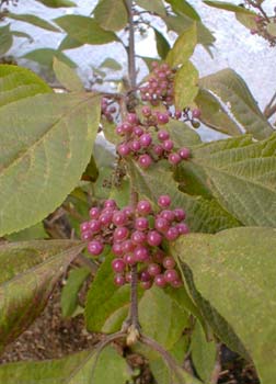 Beauty Berry