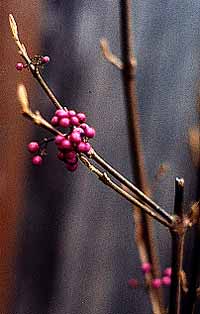 Beautyberry