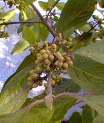 Beautyberries still green