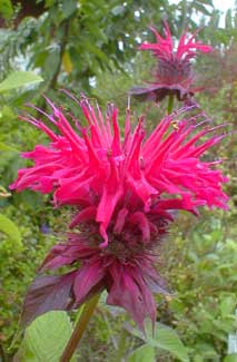 Raspberry Wine Bee Balm