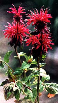 Raspberry Wine Bee Balm