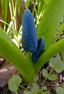 B. pycantha buds