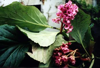 Elephant Ears