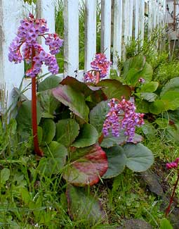 Bergenia