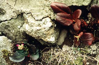 Baby Bergenias