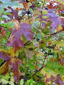 Bigleaf Maple