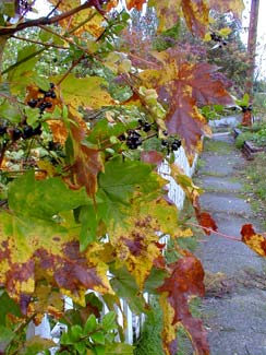 Bigleaf Maple